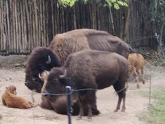 -清迈夜间动物园