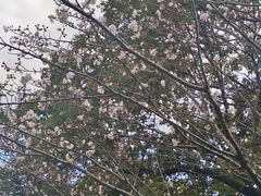 -高东镇樱花园