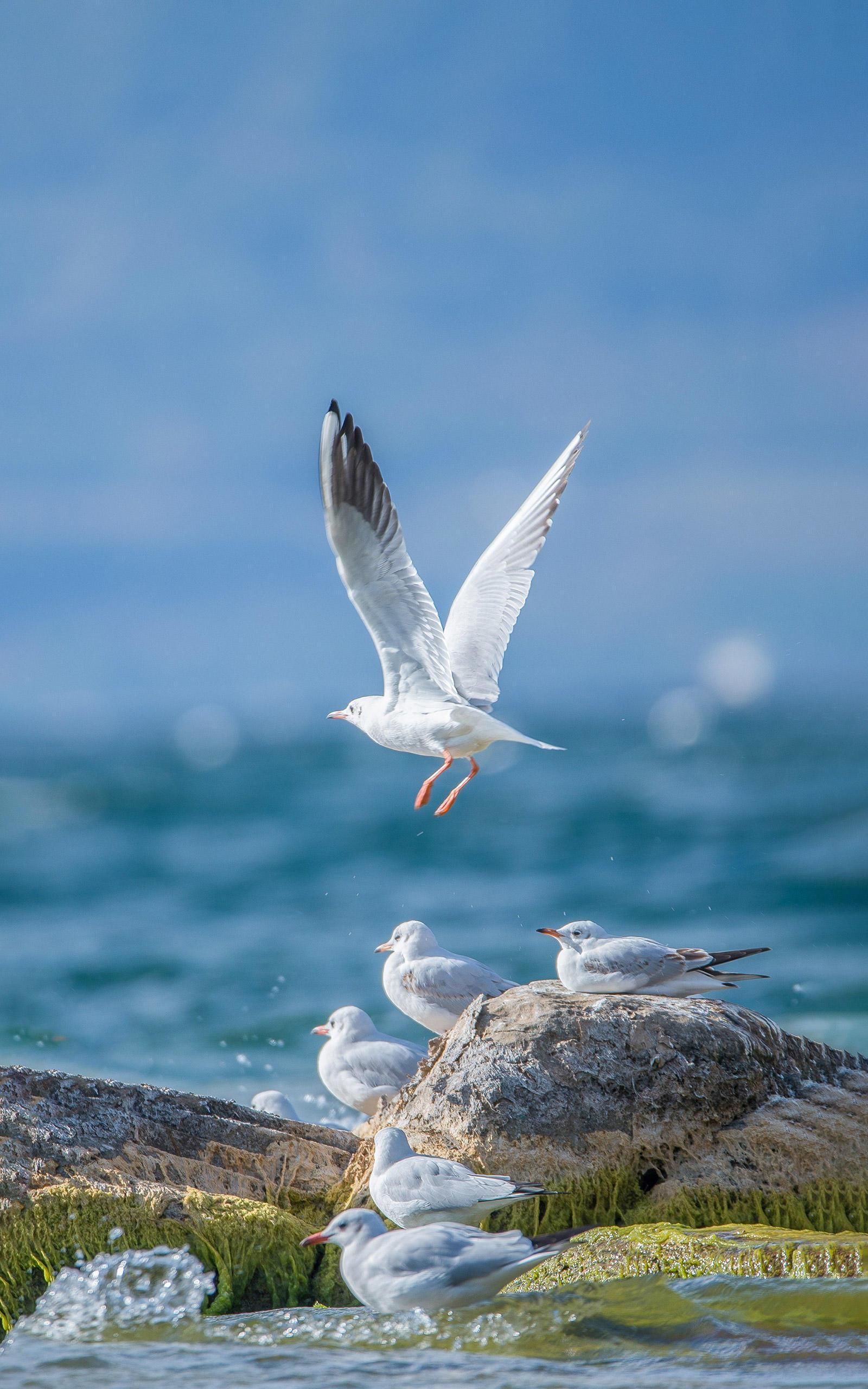 天天领红包 蓝天白云,大海这么蓝,海鸟