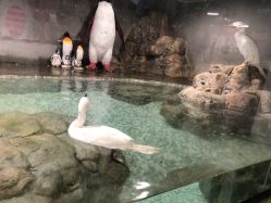 点击看大图 -七巧国萌宠乐园(龙湖天街店)