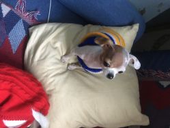 -椿树下·Tattoo纹身工作室