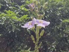 -青青世界