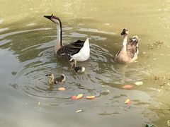 -西安浐灞国家湿地公园