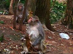 -黔灵山公园