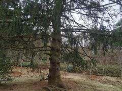 -庐山风景区花径公园