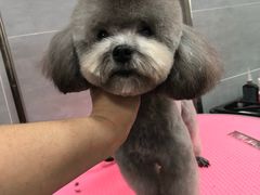 -宠福鑫康馨动物医院·骨科·眼科
