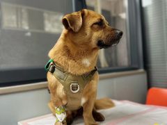 -伟伟宠物医院·CT影像中心·瑞派犬猫综合性门诊(汉口总院)