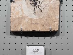 -辽宁古生物博物馆