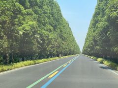 -黄海国家森林公园