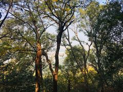 -紫金山山顶公园