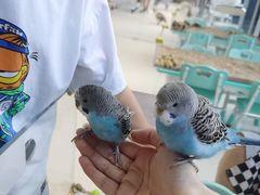 -怪兽屋·羊驼·猫咖·狗咖(俊华广场店)