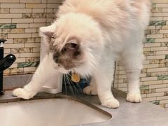 -楼上猫咖(罗湖店)