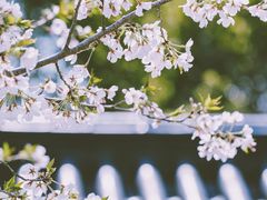 -南汇桃花村