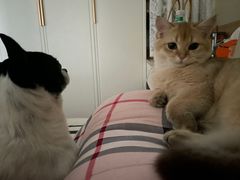 -天使宠物医院·犬猫分诊(彩虹店)