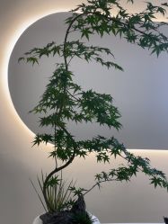 -功夫肩颈先柚美容养生