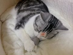 -东莞宠友24H宠物中心医院·转诊夜诊·异宠(新河北路院)