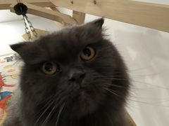-楼上猫咖(罗湖店)