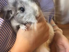 -藦茜花园宠物主题亲子互动体验馆(国顺东路店)