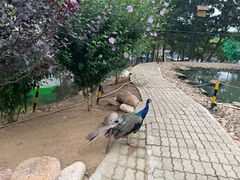 -西霞口神雕山野生动物世界