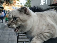 -猫咪博物馆(顶澳仔猫街店)