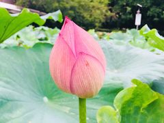 -陈家山荷花公园