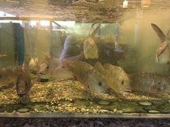 -Isla Sugbu Seafood City