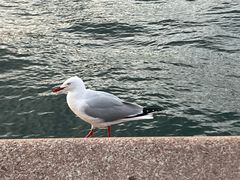 -悉尼歌剧院