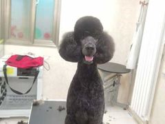 -乐琪宠物(青塔西路店)