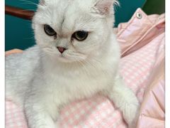 -猫大福·Fortune Cat猫舍(百子湾店)
