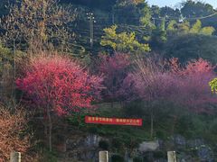 -灵光寺