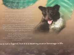 -巴厘岛黄金金兔咖啡工厂