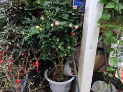 -三旗百汇商品城