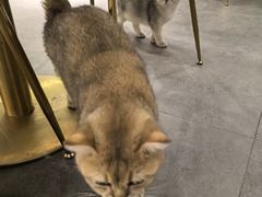 -飞行喵MR PILOT|猫舍·猫咖(静安大融城店)