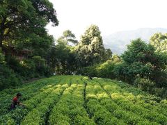 -杨家堂村