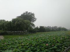 -大兴滨河森林公园