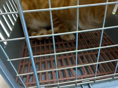 -中农国际动物医院24小时·猫科·骨科·急重症中心