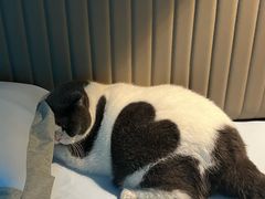 -翊宠yipet猫狗购宠庄园犬舍•猫舍