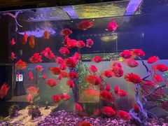-九洲喜来登酒店湖月日餐厅