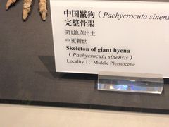 -北京周口店北京人遗址博物馆