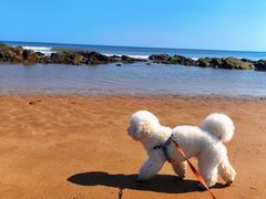 -青岛石老人海水浴场