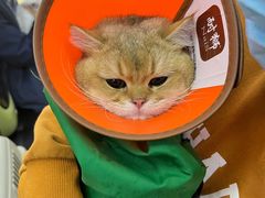 -瑞派天宁宠物医院·猫科·异宠中心