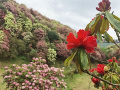 -贵州百里杜鹃风景名胜区