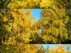 -三里屯东五街银杏大道