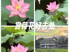 -荔湾湖公园