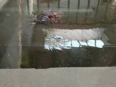 android_upload_pic-石家庄市动物园