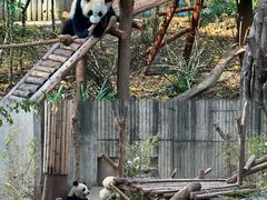 -都江堰中华大熊猫苑
