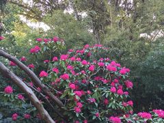 -墨尔本皇家植物园