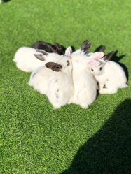 -萌宠亲子动物乐园(槐房万达店)