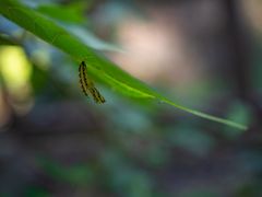 -东天目山风景区