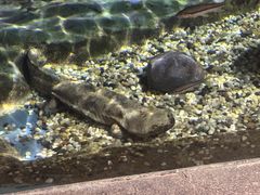 -上海海洋水族馆